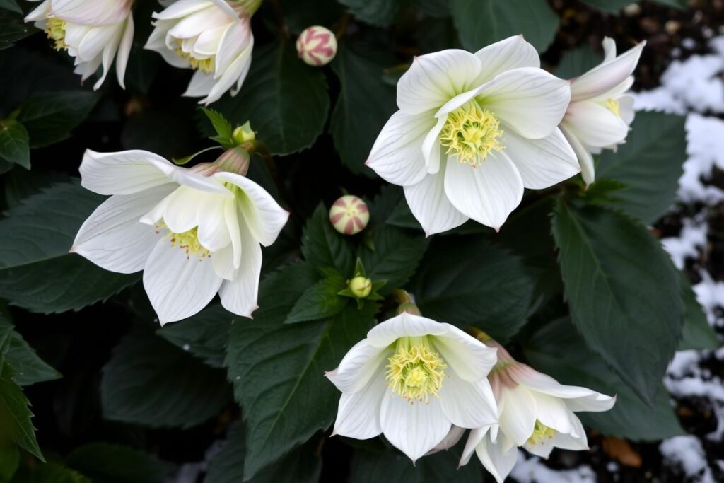 Ciemiernik kwitnący zimą jako roślina okrywowa do cienia zimozielona Ciemiernik kwitnący zimą jako roślina okrywowa do cienia zimozielona