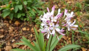 Gaura przycinanie na zimę - kwitnąca roślina przed zabiegiem