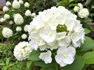 Hortensja bukietowa z dużymi, stożkowatymi kwiatostanami - efekt prawidłowego przycinania