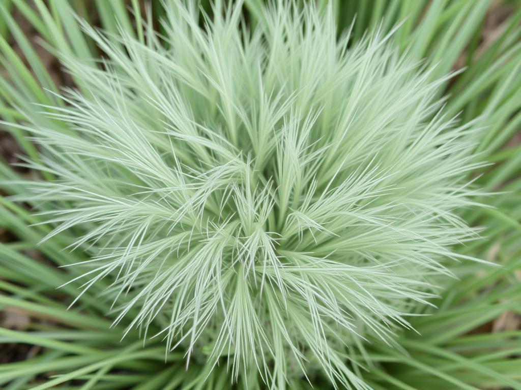 Kępa ostnicy cieniutkiej (Stipa tenuissima) z charakterystycznymi włosowatymi źdźbłami Kępa ostnicy cieniutkiej (Stipa tenuissima) z charakterystycznymi włosowatymi źdźbłami