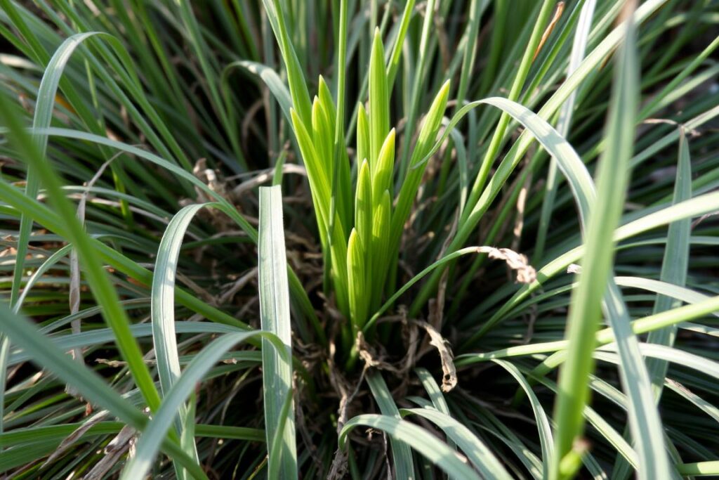 Miskant chiński z widocznymi młodymi pędami na wiosnę Miskant chiński z widocznymi młodymi pędami na wiosnę