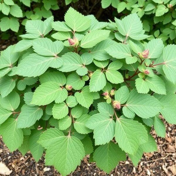 Pęcherznica kalinolistna z charakterystycznymi liśćmi i pokrojem krzewu