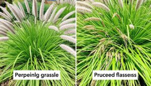 Porównanie przyciętych i nieprzyciętych traw ozdobnych na wiosnę