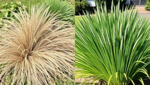 Przycinanie traw ozdobnych - porównanie trawy przed i po cięciu