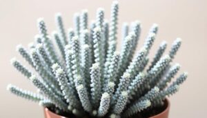 Senecio Mount Everest w doniczce pokazujący charakterystyczne błękitno-szare liście