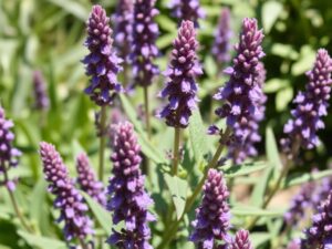 Szałwia omszona w pełnym kwitnieniu pokazująca charakterystyczne fioletowe kwiatostany i omszone liście