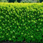 Żywopłot z grabu w ogrodzie - gęsty, zielony szpaler