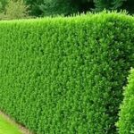 Żywopłoty z cisa w ogrodzie - przykład gęstego, formowanego żywopłotu