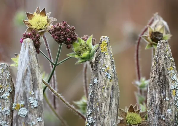 Glebogryzarka do ogrodu – kiedy używać i jak wybrać