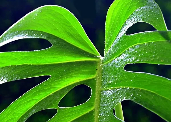 Monstera, filodendron i inne rośliny tropikalne w domu