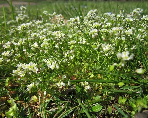 Rośliny do cienia – gatunki, które pięknie rosną bez słońca