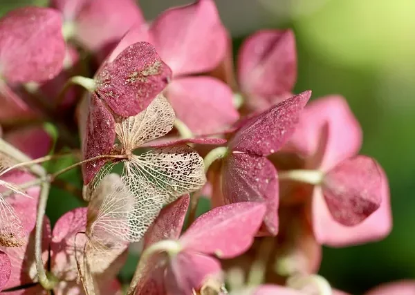 Hortensje – odmiany, uprawa, cięcie i zmiana koloru kwiatów