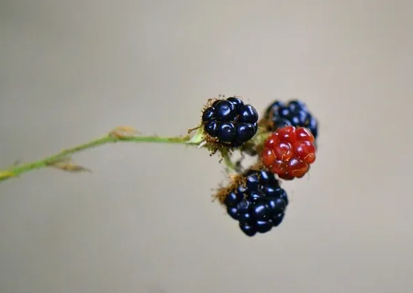 Krzewy owocowe – maliny, porzeczki, agrest, borówki – uprawa i zbiory