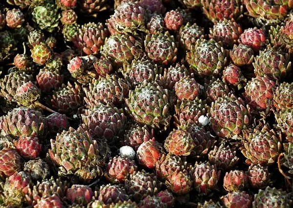 Rośliny na skalniak – dobór gatunków i aranżacja